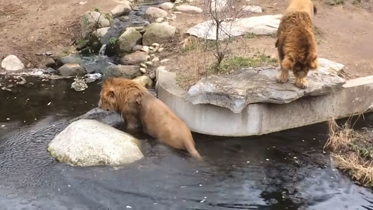 百獣の王ライオンもドジなことするんだね！よそ見していたら池に落ちたドジっ子ライオンが超かわいい！