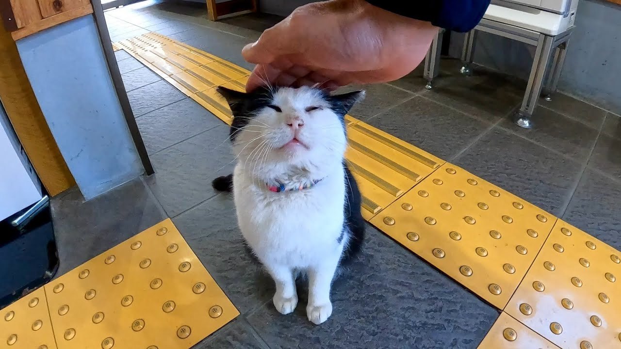 ここそこに猫が溢れる魅力たっぷりの猫島