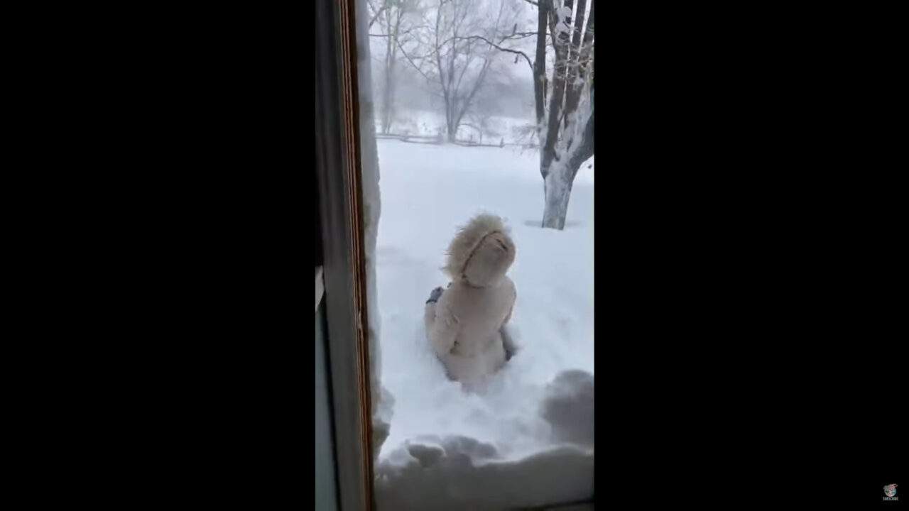 積もりすぎぃ！！大寒波の後ひさしぶりにドアを開けたら、まわりが一面銀世界に！！そこで一歩外に出てみたところ・・