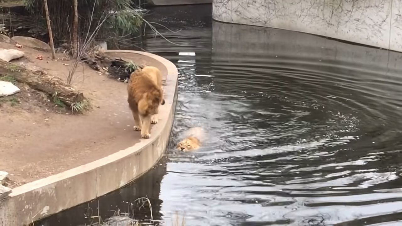 百獣の王ライオンもドジなことするんだね！よそ見していたら池に落ちたドジっ子ライオンが超かわいい！