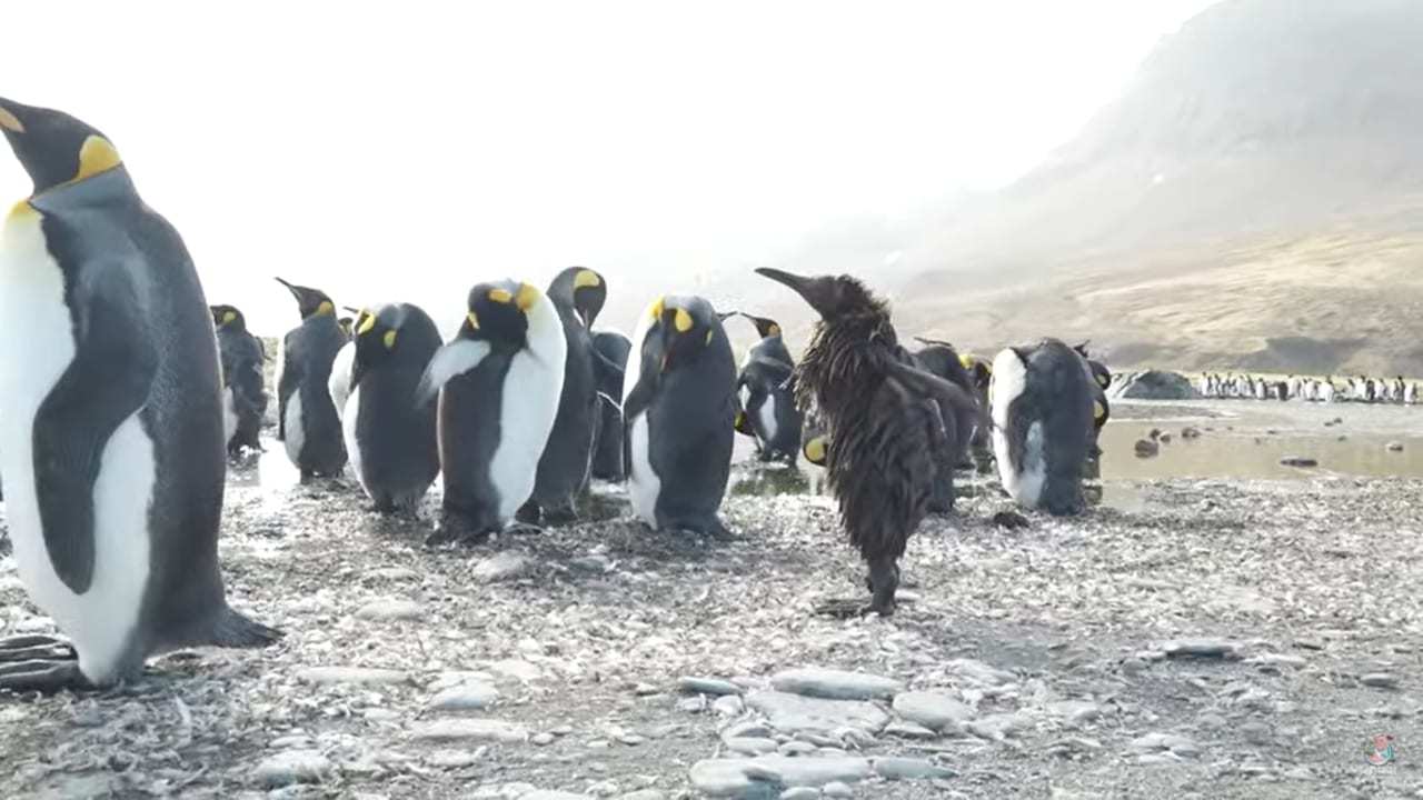 その姿は、ペンギンの赤ちゃんとは思えない驚くものに・・・。全身泥まみれになったオウサマペンギンのヒナの姿がなんだかシュール