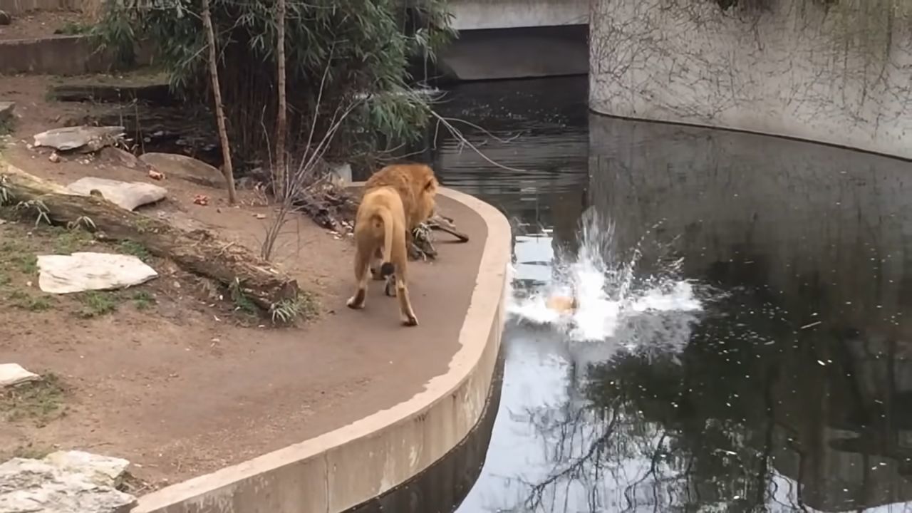 百獣の王ライオンもドジなことするんだね！よそ見していたら池に落ちたドジっ子ライオンが超かわいい！