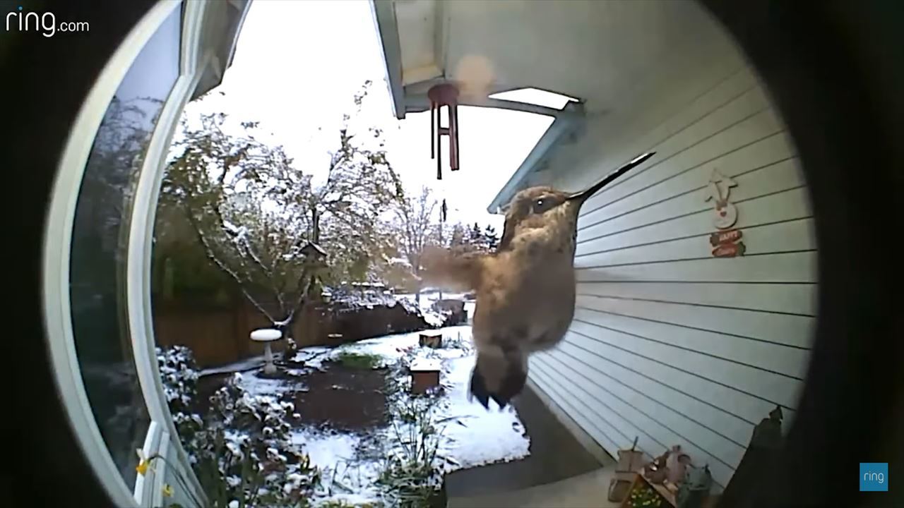 朝早くに玄関へやって来たお客さん。誰が来たのかとカメラをチェックすると・・、かわいいけれどビックリする子がホバリングして待っていました！