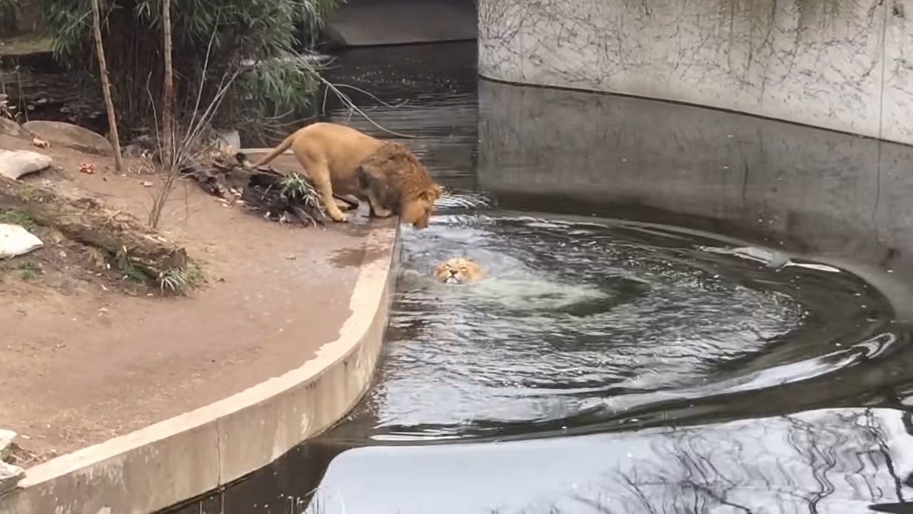 百獣の王ライオンもドジなことするんだね！よそ見していたら池に落ちたドジっ子ライオンが超かわいい！