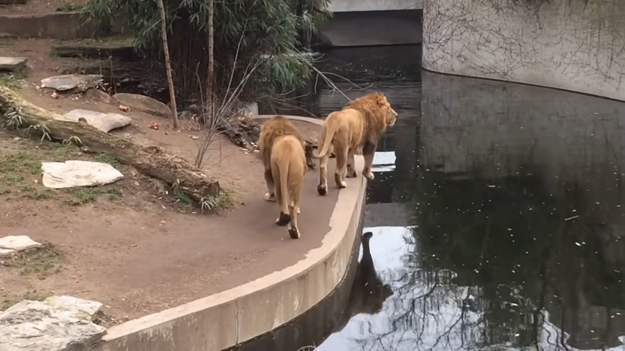 百獣の王ライオンもドジなことするんだね！よそ見していたら池に落ちたドジっ子ライオンが超かわいい！