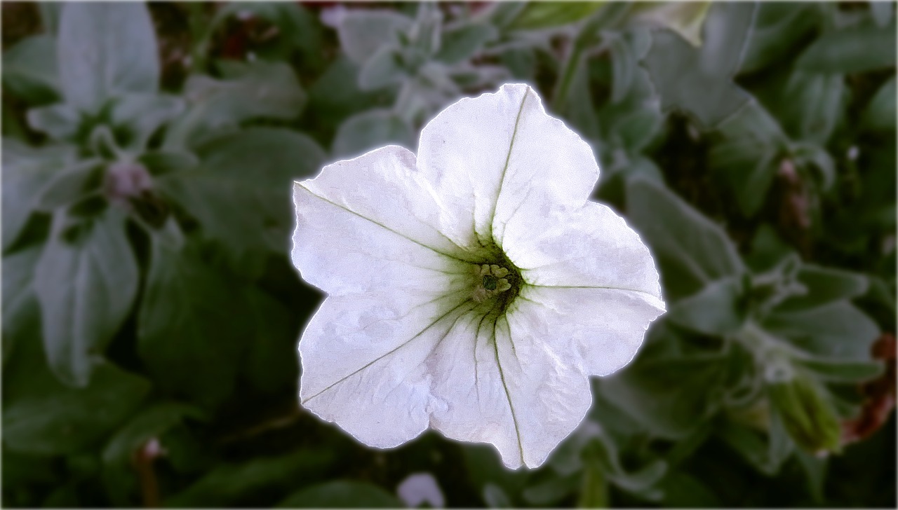 園芸種としても人気のペチュニアの花言葉は?その名前の由来は違う植物にあった!