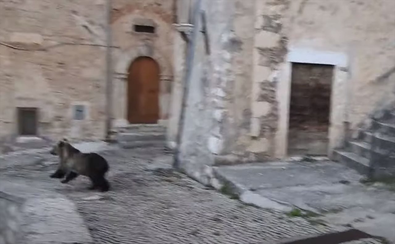 この至近距離は恐ろしすぎる！イタリアの美しい街中で観光客が鉢合わせたのは・・まさかの「恐ろしいあの動物」でした！！【海外・動画】