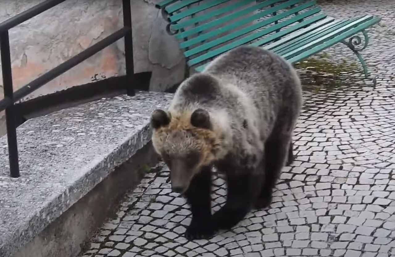 この至近距離は恐ろしすぎる！イタリアの美しい街中で観光客が鉢合わせたのは・・まさかの「恐ろしいあの動物」でした！！【海外・動画】