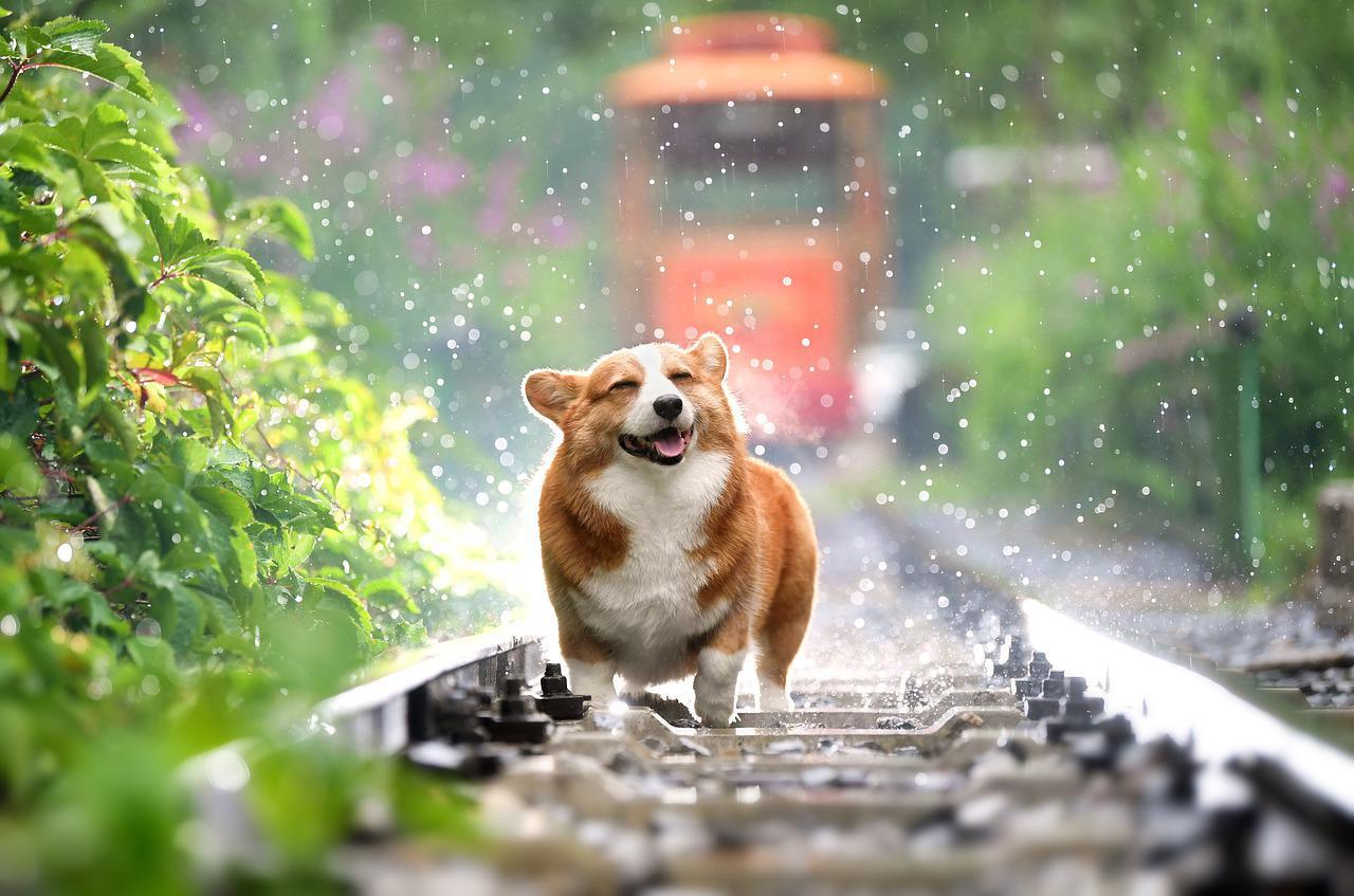 「五風十雨」とはどんな意味の四字熟語?その由来や類義語は?