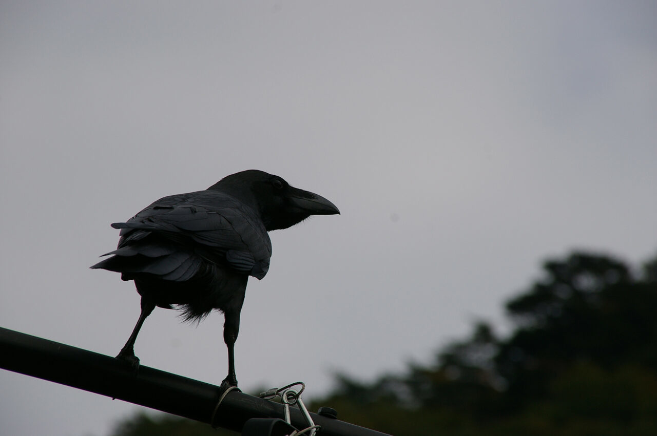 カラスのヒナをあまり見かけないのはなぜ？実はヒナの期間が短かった！巣にヒナがいるとカラスは凶暴化するから気をつけて！！