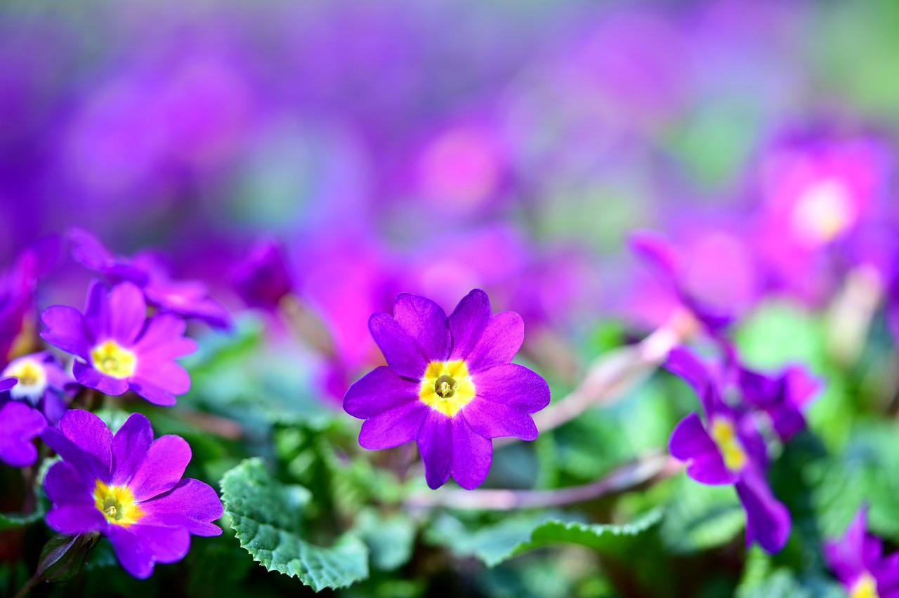 冬や春に咲く「プリムラ」の花言葉は？その特徴や名前の由来は？