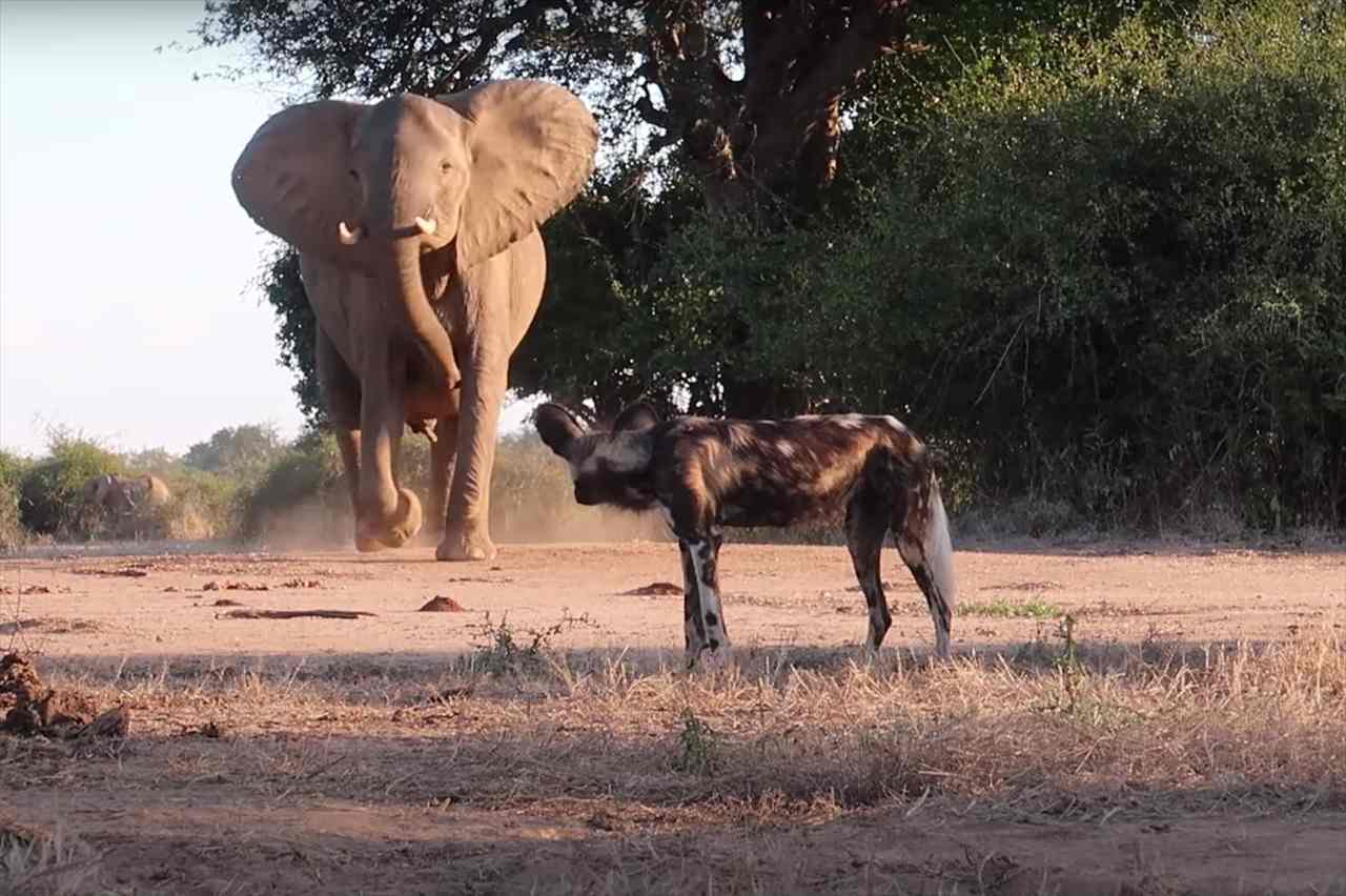 子供を絶対守りたいゾウ。そのためなら、子供より小柄なリカオンが相手だろうと油断はしません！！【海外・動画】