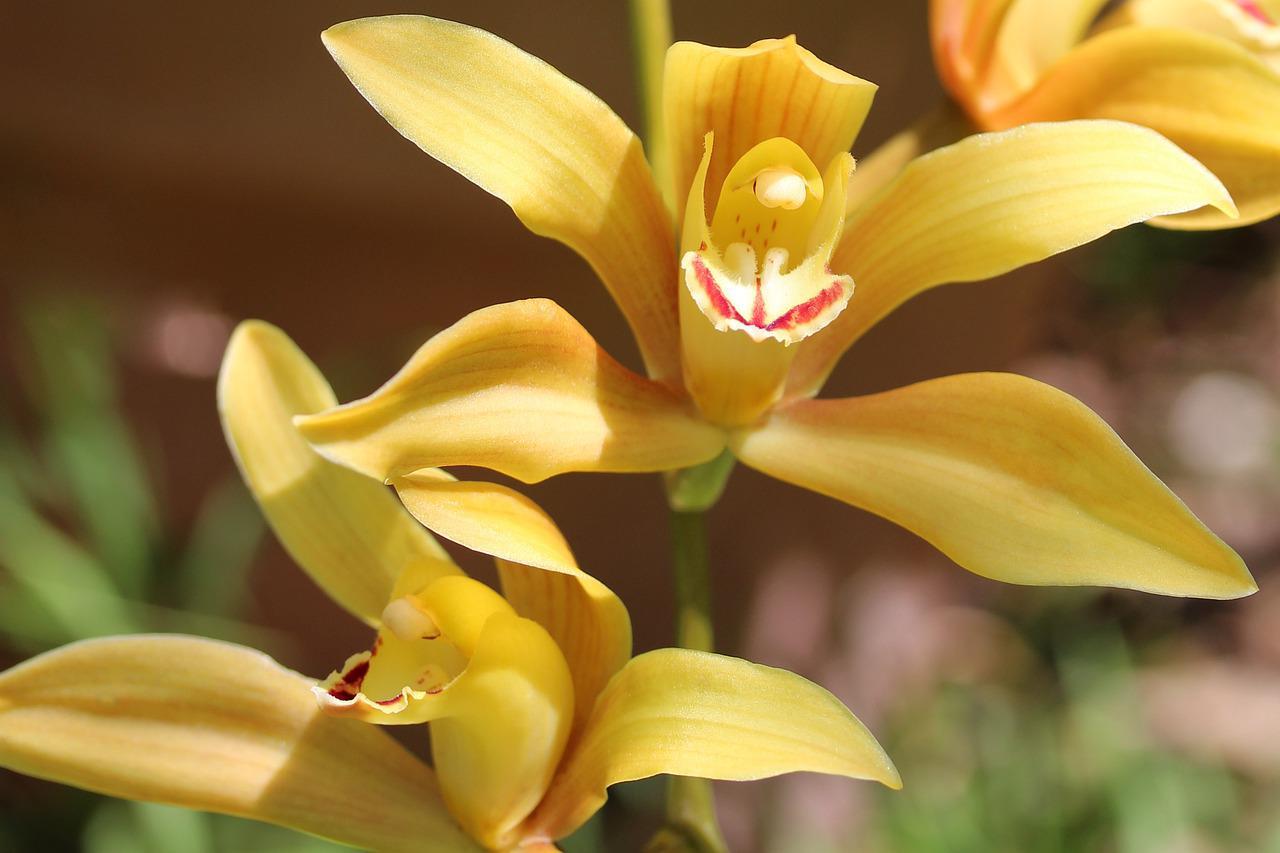 洋ランの仲間「シンビジウム」、その花言葉は？その名前は船に似た花弁から来た？！
