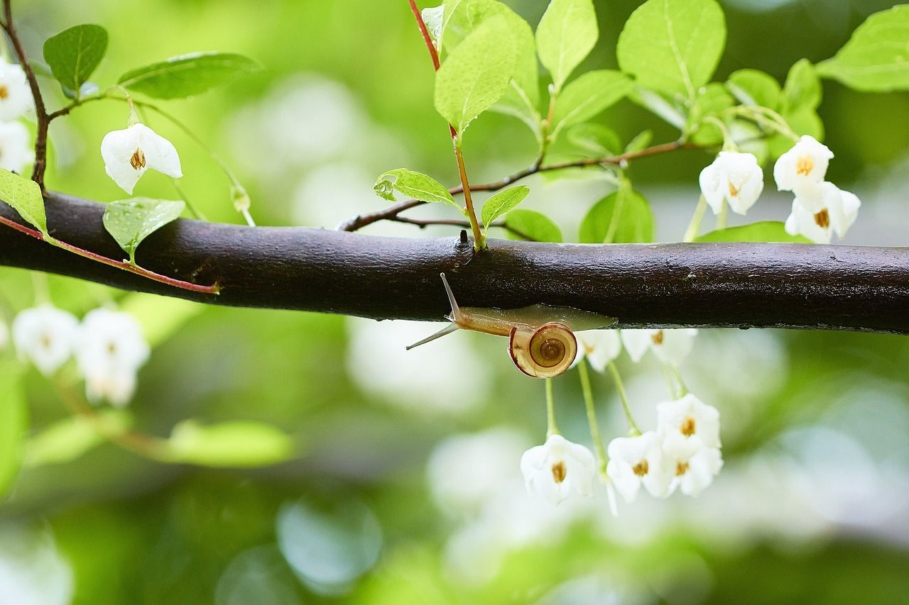 梅雨にはなぜ「梅」の字が入っているの?梅雨の意味や名称に関する豆知識を解説