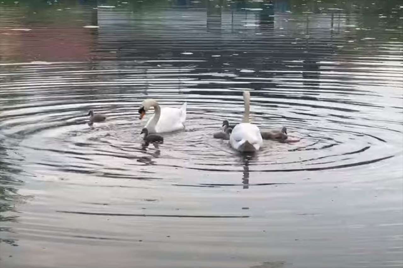 水を潜る白鳥の動きが驚くほどにぴったり！その姿は、アーティスティックスイミングの選手たちのようにシンクロしてる！！【動画】