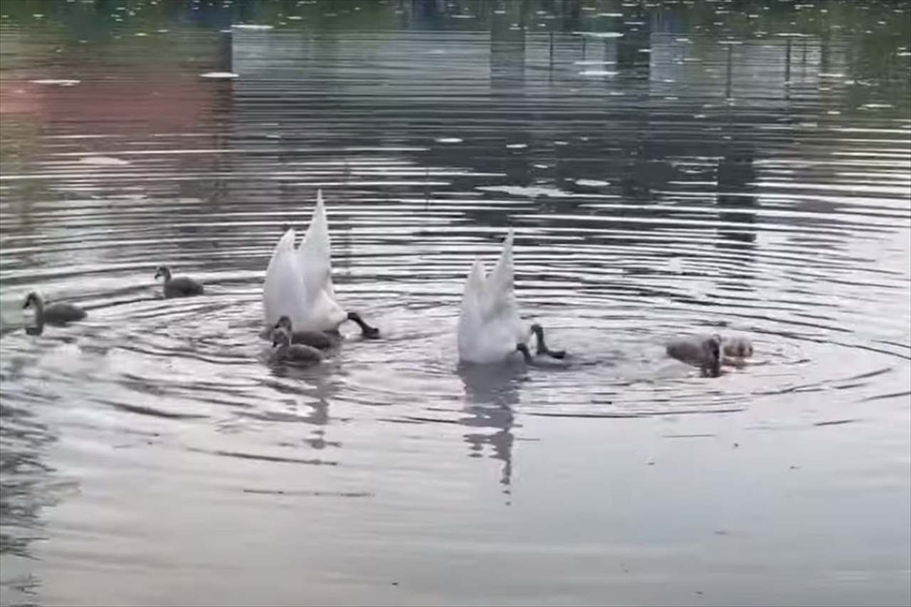 水を潜る白鳥の動きが驚くほどにぴったり！その姿は、アーティスティックスイミングの選手たちのようにシンクロしてる！！【動画】