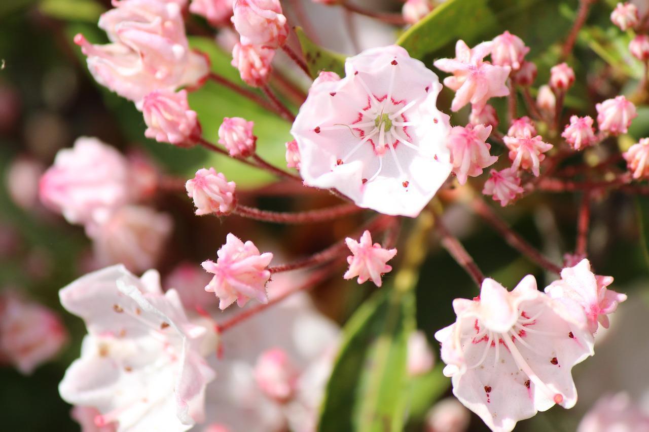 「カルミア」とはどんな花?可憐なその花のイメージとは異なる花言葉も!!