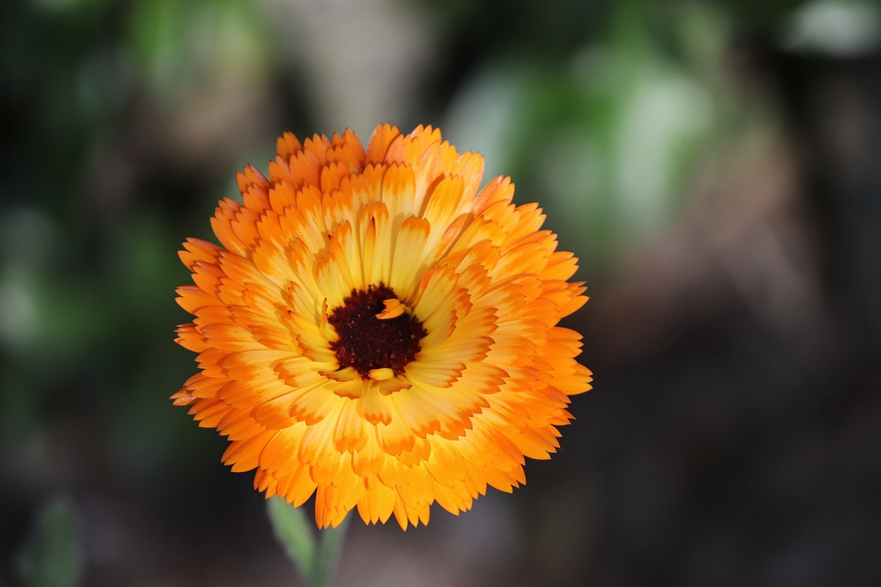 黄色い花の「キンセンカ」、その花言葉には2つの神話が!