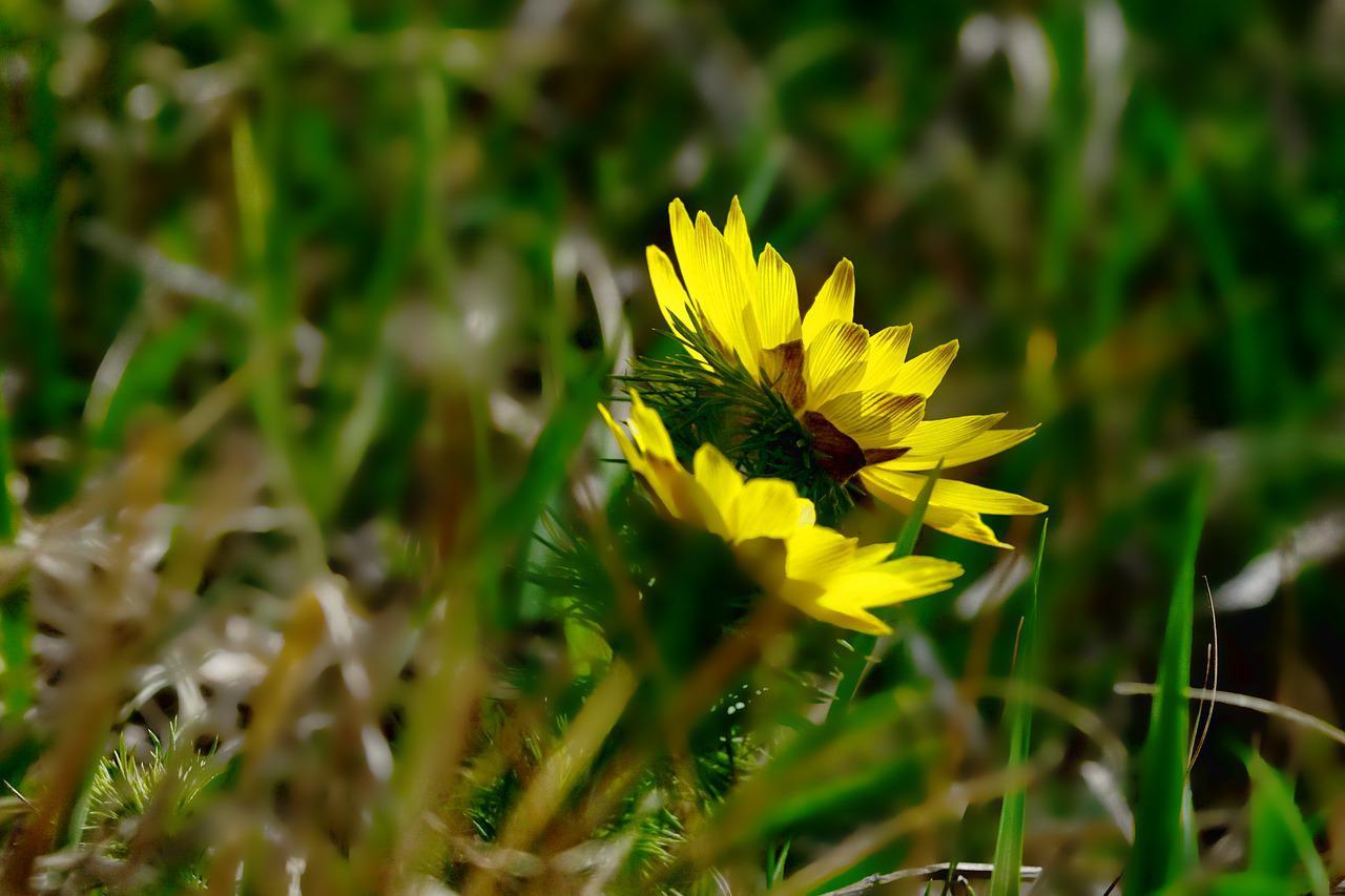 フクジュソウの花言葉は?縁起の良さそのそうな名前だけどその由来は?