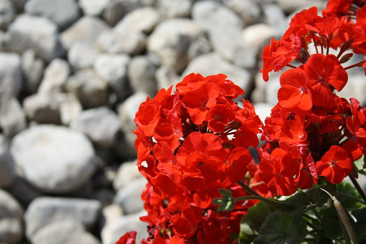 ペラルゴニウムとはどんな花?ゼラニウムとの違いや花言葉は?