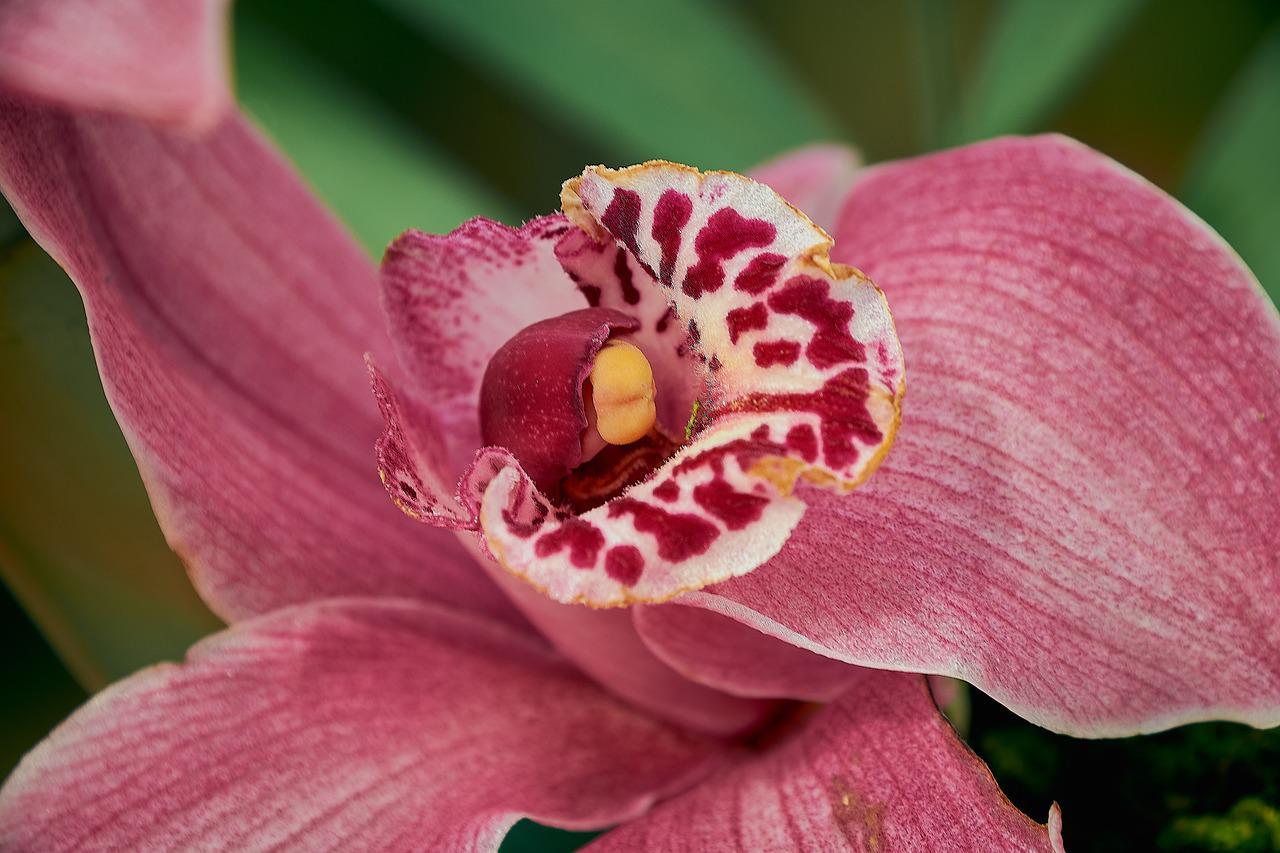 洋ランの仲間「シンビジウム」、その花言葉は？その名前は船に似た花弁から来た？！