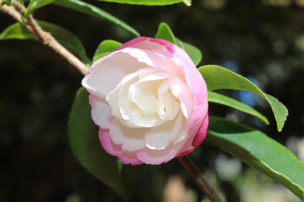 そっくりな花「山茶花」と「椿」、その違いは?それぞれの花言葉はなに?