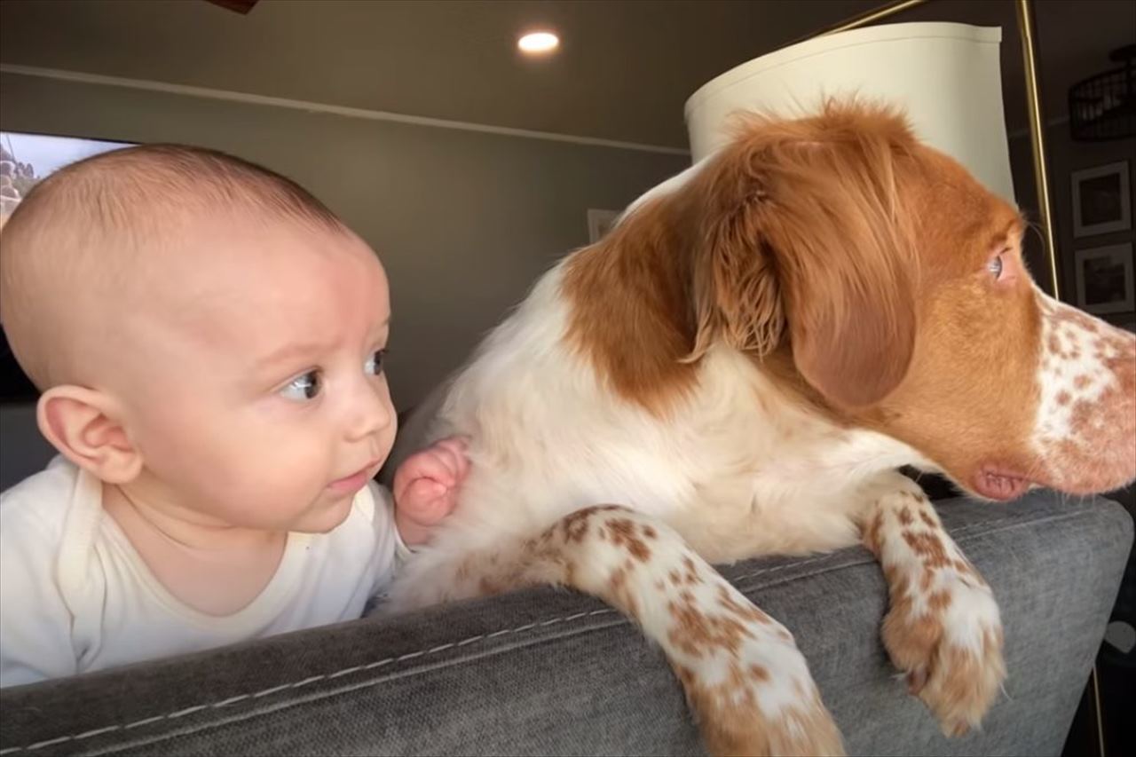 窓から外を眺める赤ちゃんと愛犬。通り過ぎる車を頭を動かして見つめるその動きは、見事にシンクロしていました【アメリカ・動画】