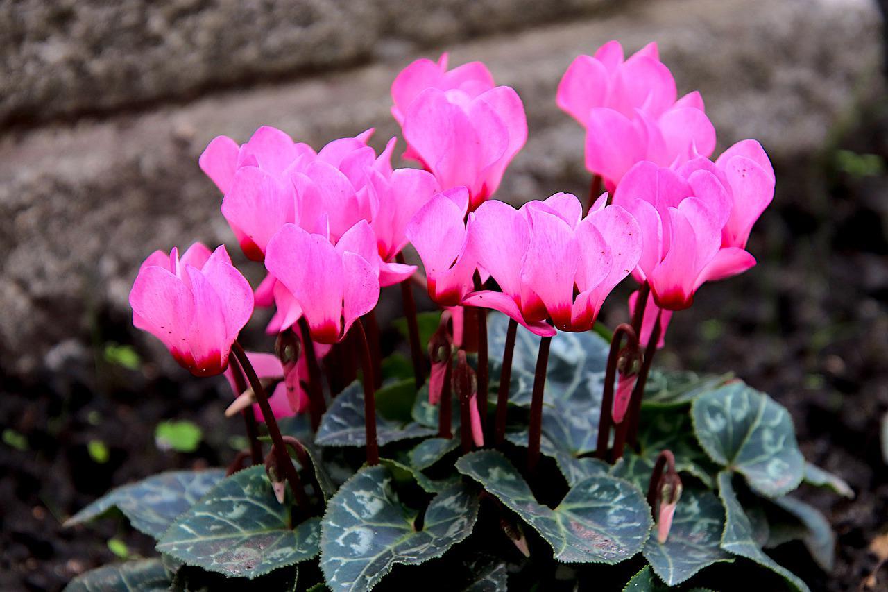 冬を彩る「シクラメン」、その花言葉は怖いもの?プレゼントにはよろしくないとはどういうこと?