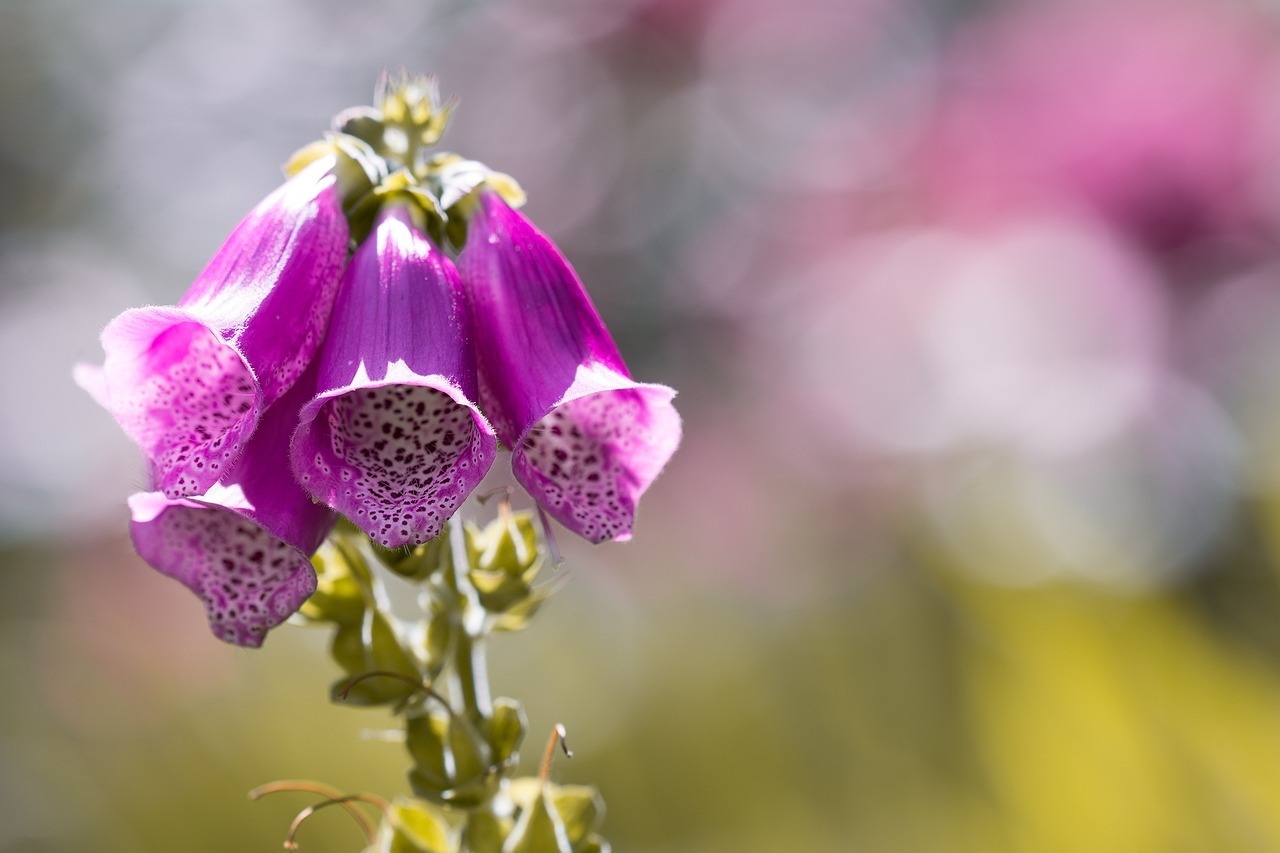 【ジギタリス】すずらんのように連なって咲くこの花の花言葉は?実は毒にも薬にもなる花だった!!