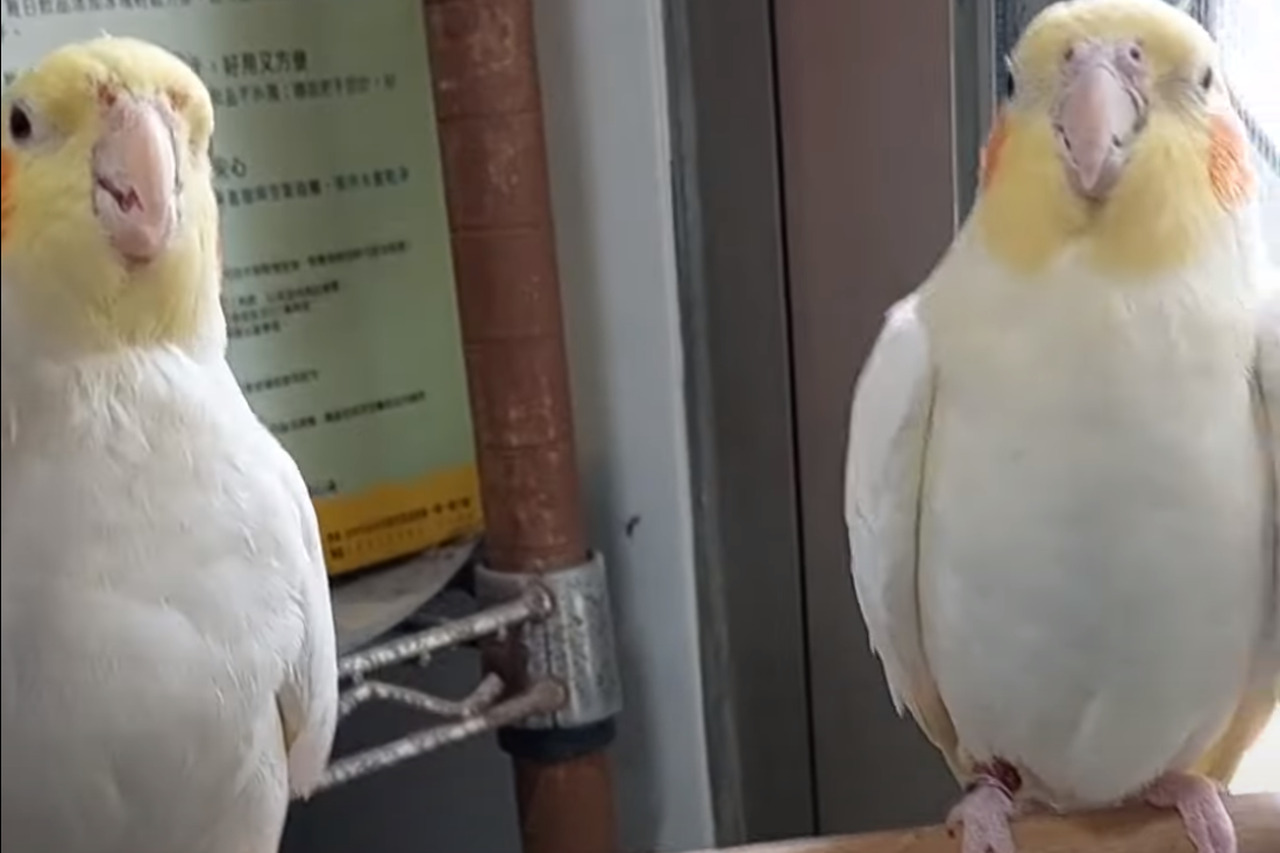 飼い主さんを巡ってオカメインコたちがバトル！？気持ちいいナデナデをどちらがしてもらうかで揉め始めたようですよ！！