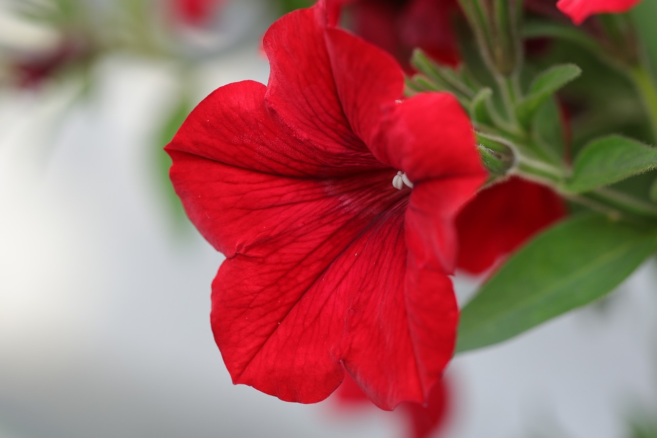 園芸種としても人気のペチュニアの花言葉は?その名前の由来は違う植物にあった!