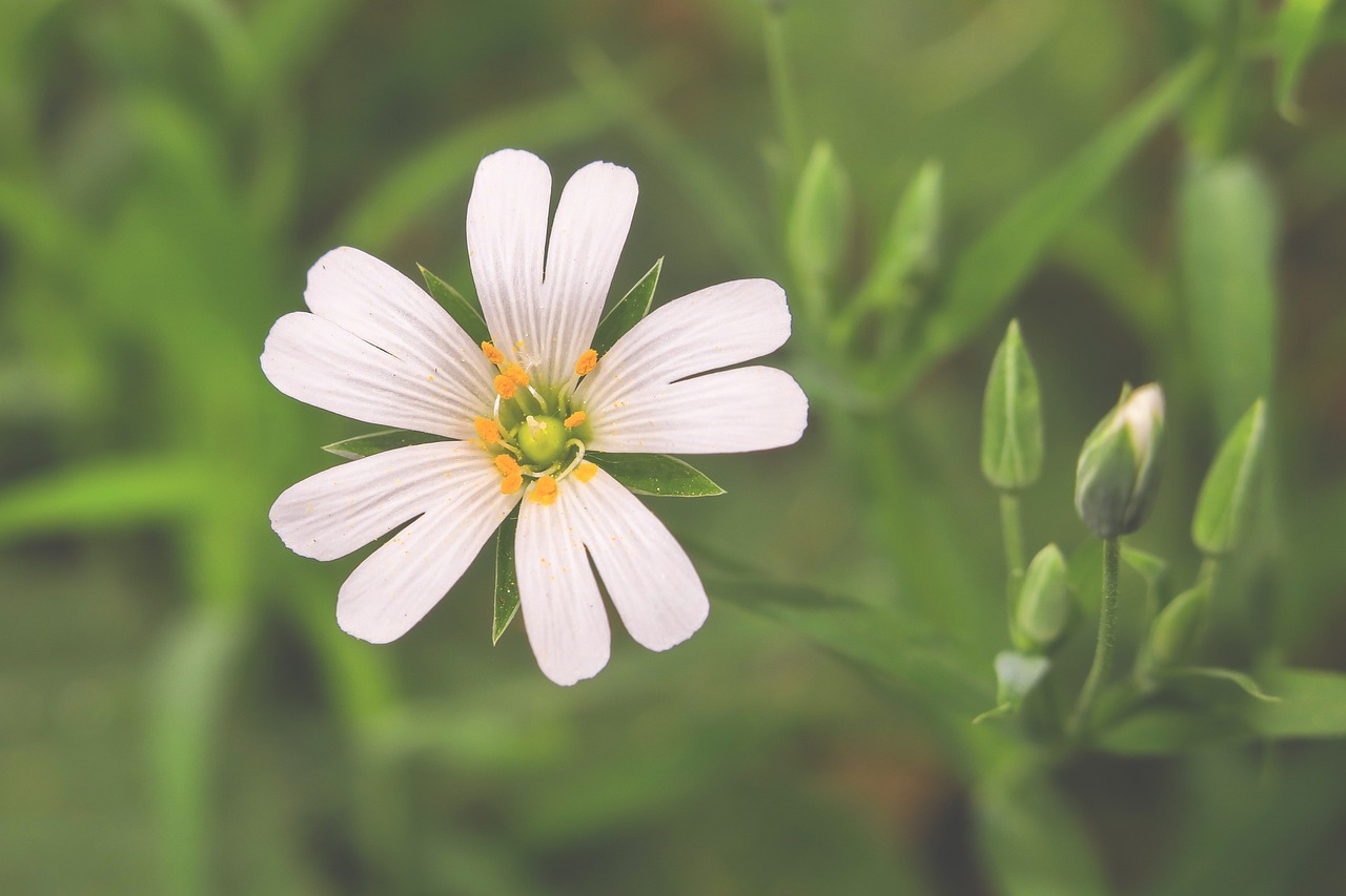 春の七草にもかぞえられる「ハコベ」とはどんな花?食べられるの?花言葉はあるの?