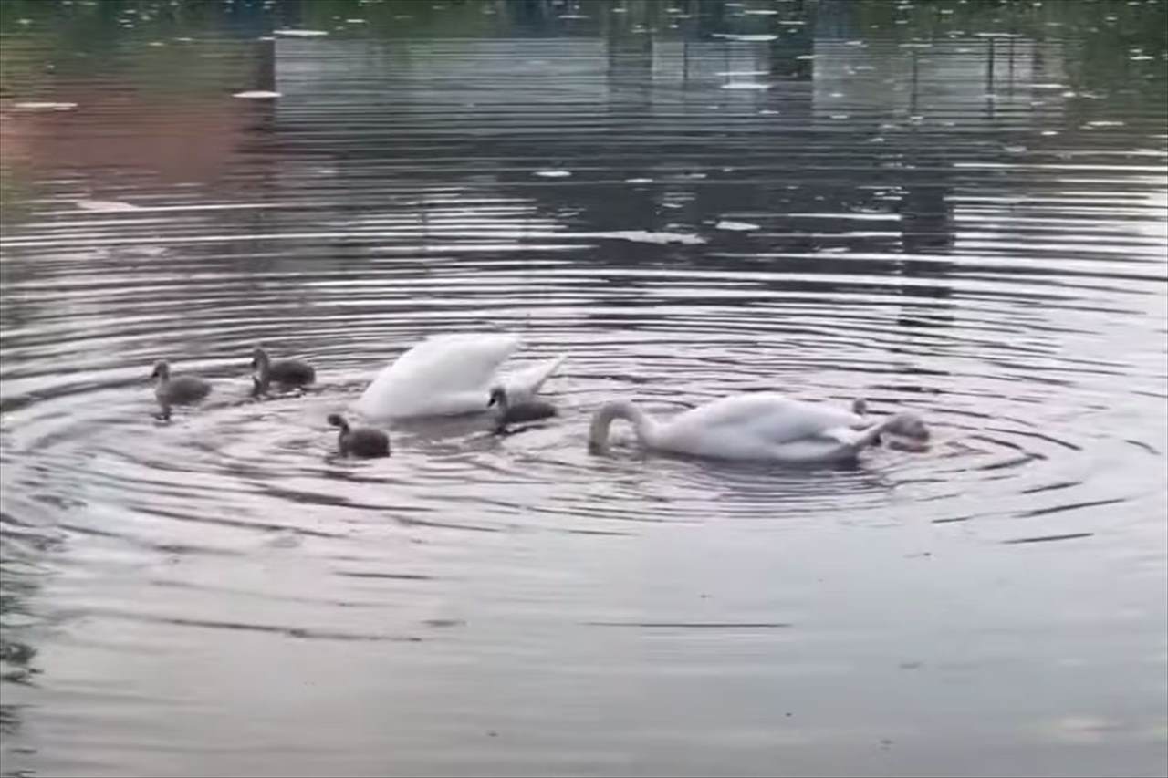 水を潜る白鳥の動きが驚くほどにぴったり！その姿は、アーティスティックスイミングの選手たちのようにシンクロしてる！！【動画】