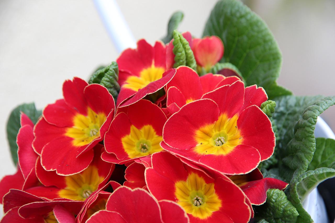 冬や春に咲く「プリムラ」の花言葉は？その特徴や名前の由来は？
