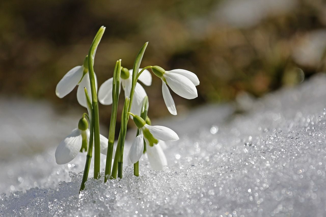 「雨露霜雪」とはどんな意味の四字熟語?ただ天気を並び立てただけの言葉ではない?!