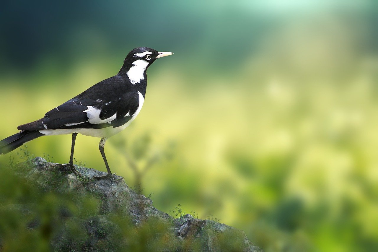 七夕で織姫と彦星を会わせるとされる「カササギ」とはどんな鳥？「カササギの橋」とはいったいなに？