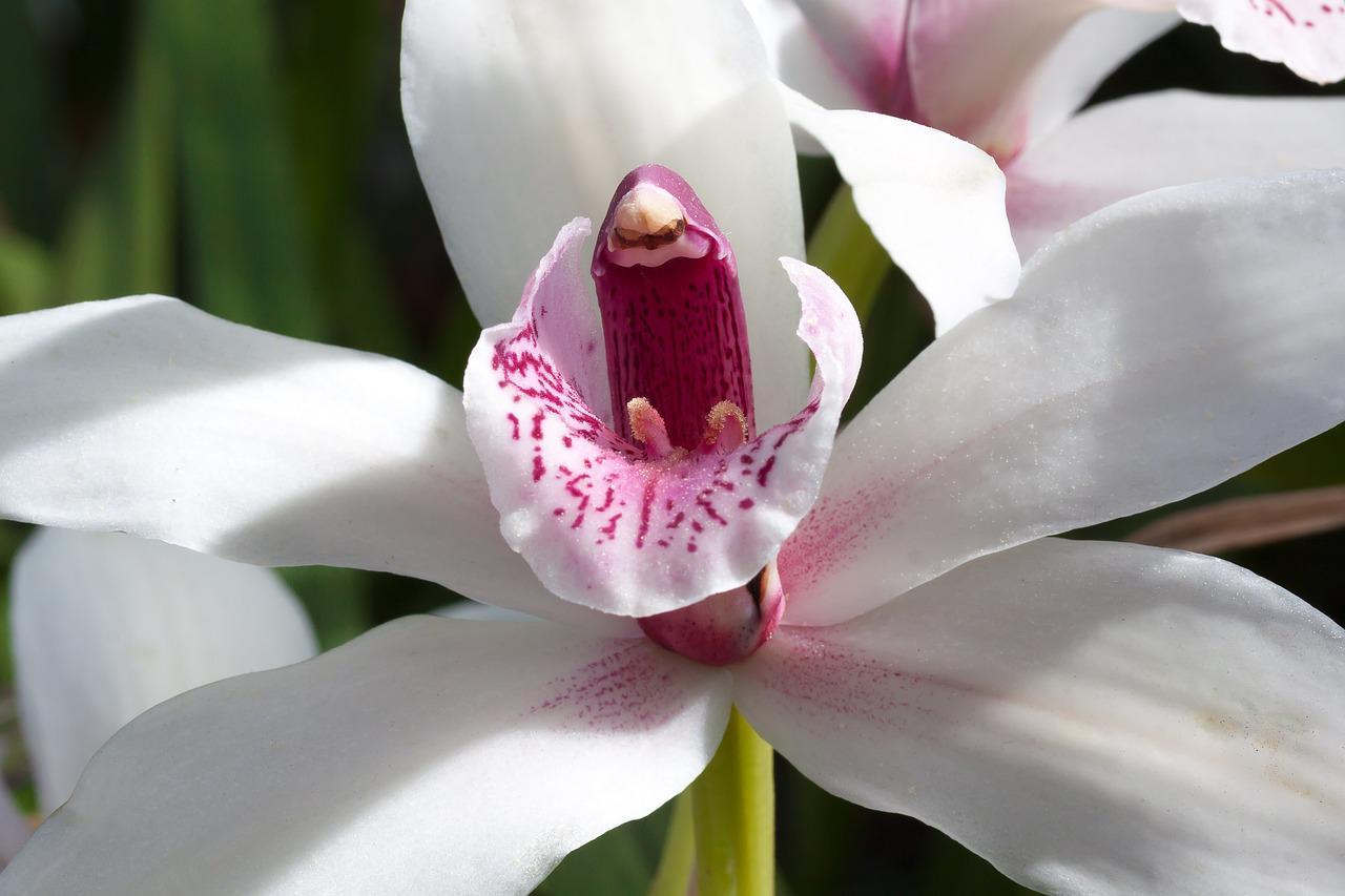洋ランの仲間「シンビジウム」、その花言葉は？その名前は船に似た花弁から来た？！