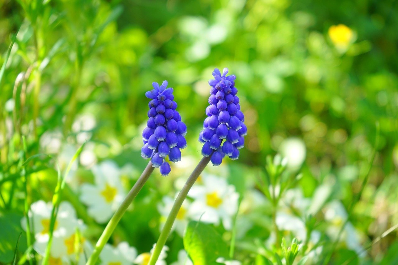 ムスカリの花言葉は?特徴や開花時期や名前の成り立ちを解説