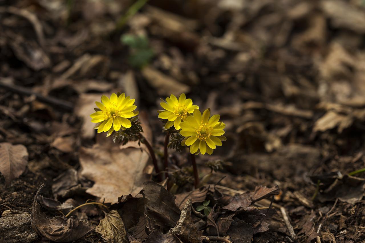 フクジュソウの花言葉は?縁起の良さそのそうな名前だけどその由来は?