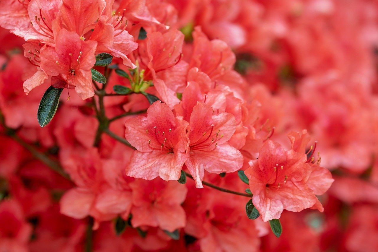植木などにされる「つつじ」の花の甘い蜜・・・吸うと危険だったかも?!【みなさん子供の頃吸っていました?】