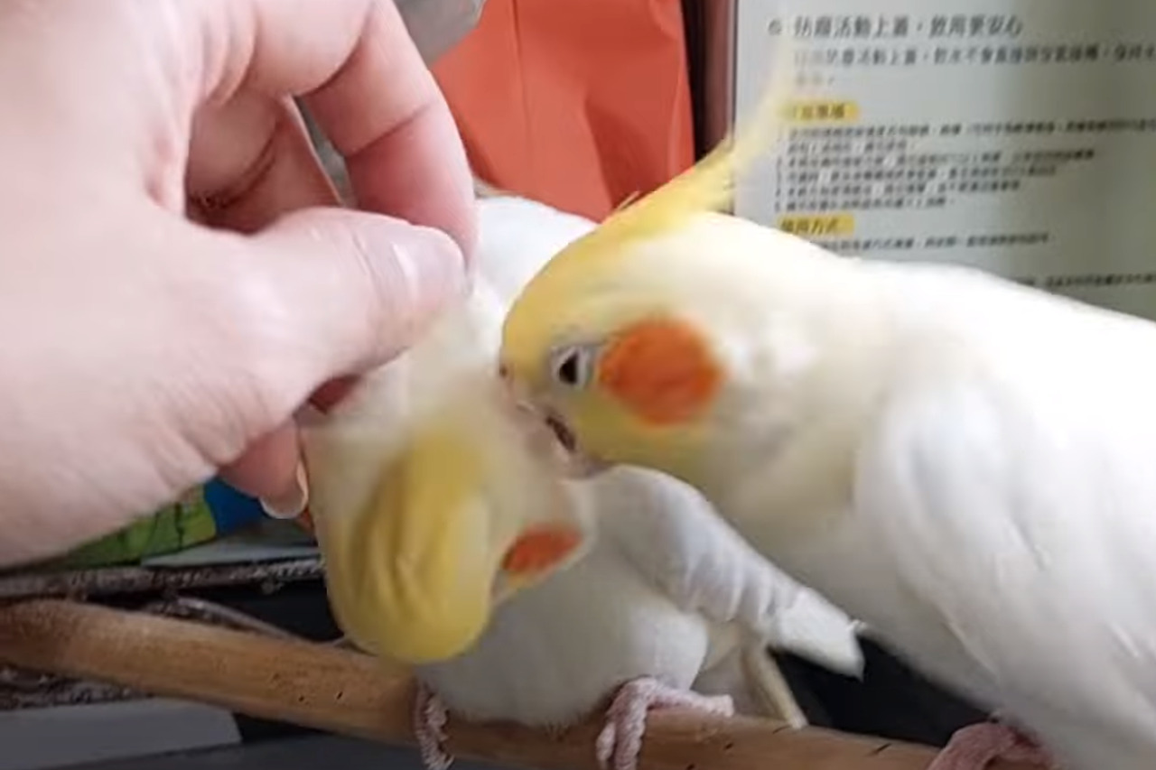 飼い主さんを巡ってオカメインコたちがバトル！？気持ちいいナデナデをどちらがしてもらうかで揉め始めたようですよ！！