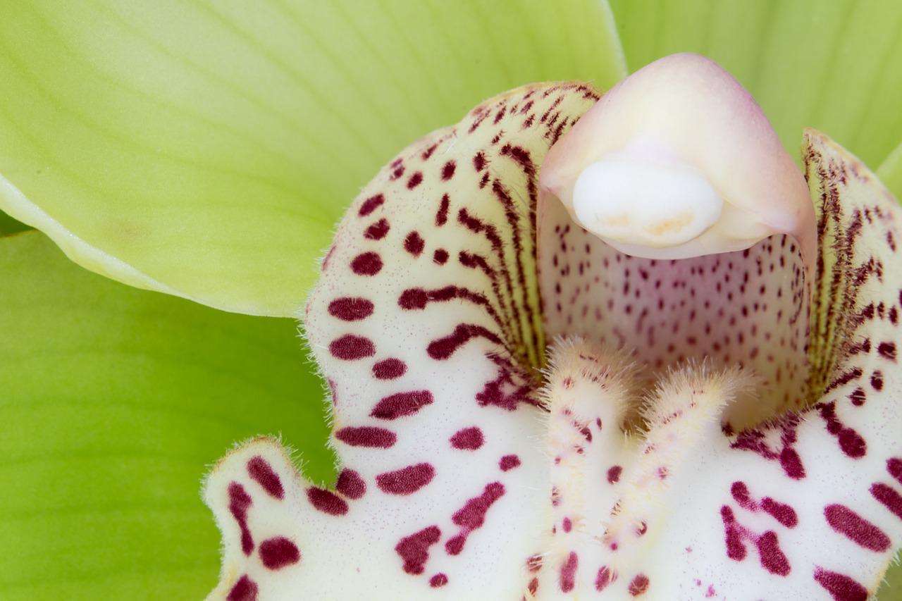 洋ランの仲間「シンビジウム」、その花言葉は？その名前は船に似た花弁から来た？！