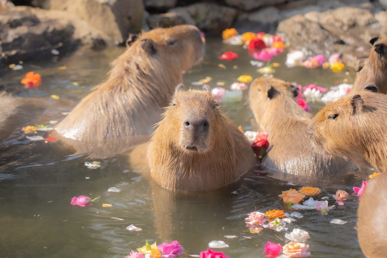 かわいい癒し系動物の「カピバラ」！その生態が意外で驚き！！