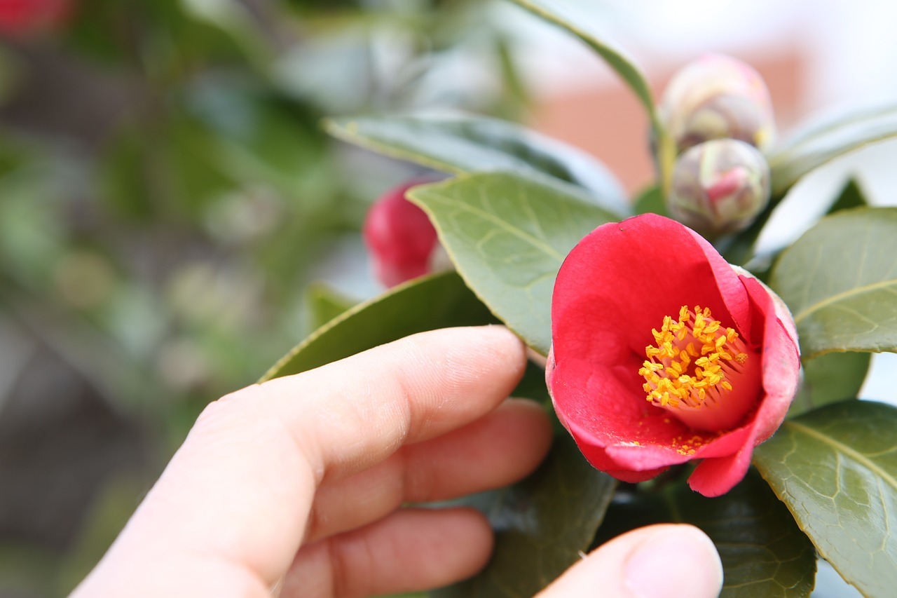 そっくりな花「山茶花」と「椿」、その違いは?それぞれの花言葉はなに?