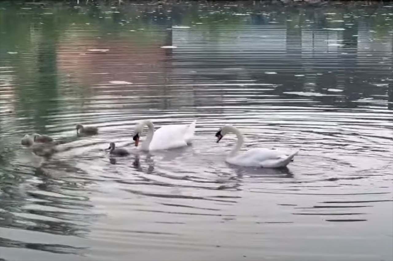 水を潜る白鳥の動きが驚くほどにぴったり！その姿は、アーティスティックスイミングの選手たちのようにシンクロしてる！！【動画】