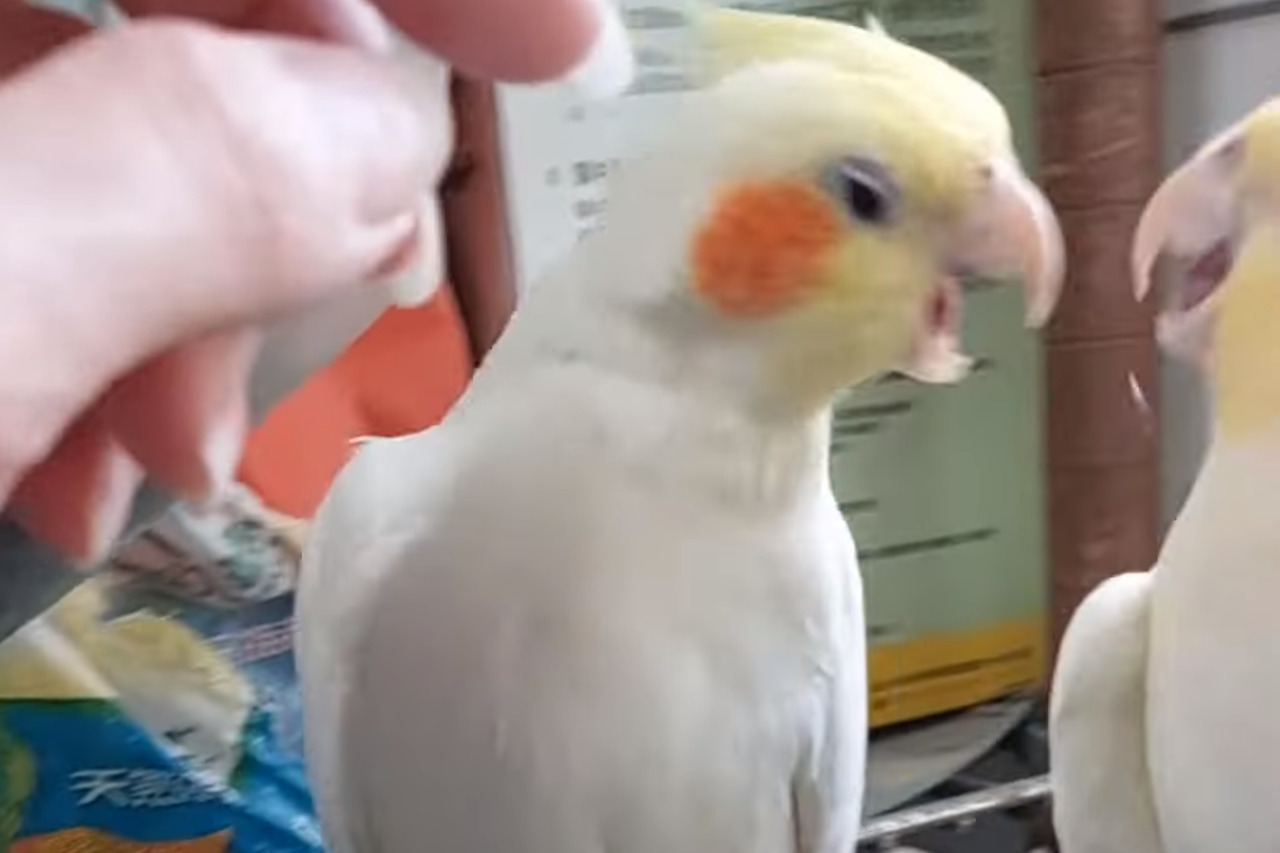 飼い主さんを巡ってオカメインコたちがバトル！？気持ちいいナデナデをどちらがしてもらうかで揉め始めたようですよ！！