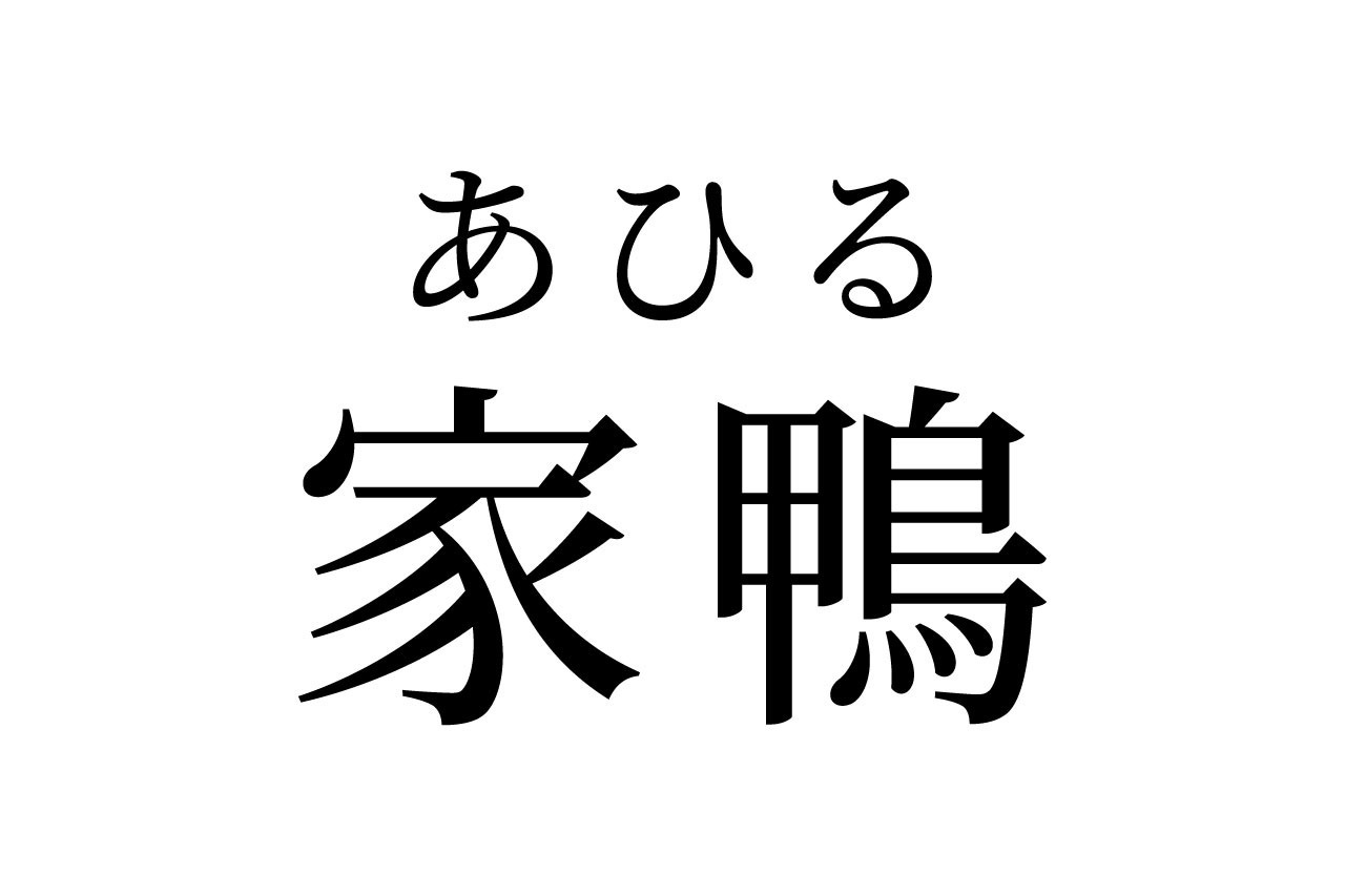 【読めたらスゴイ!】「家鴨」って何のこと!?一度は見たことがあるハズ!この漢字、あなたは読めますか?