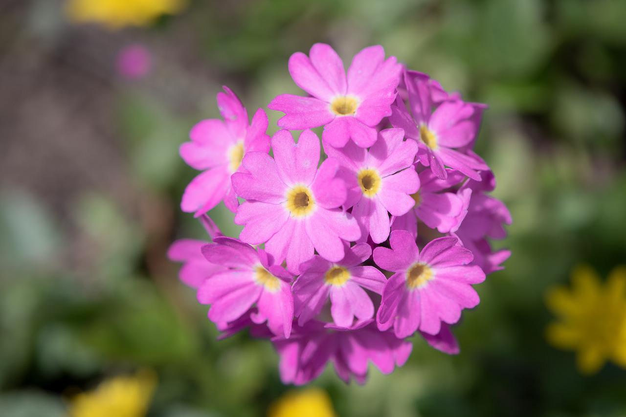 冬や春に咲く「プリムラ」の花言葉は?その特徴や名前の由来は?