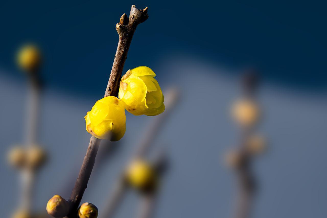 蝋梅(ロウバイ)の名前は蝋細工のような梅だから?その花言葉は?