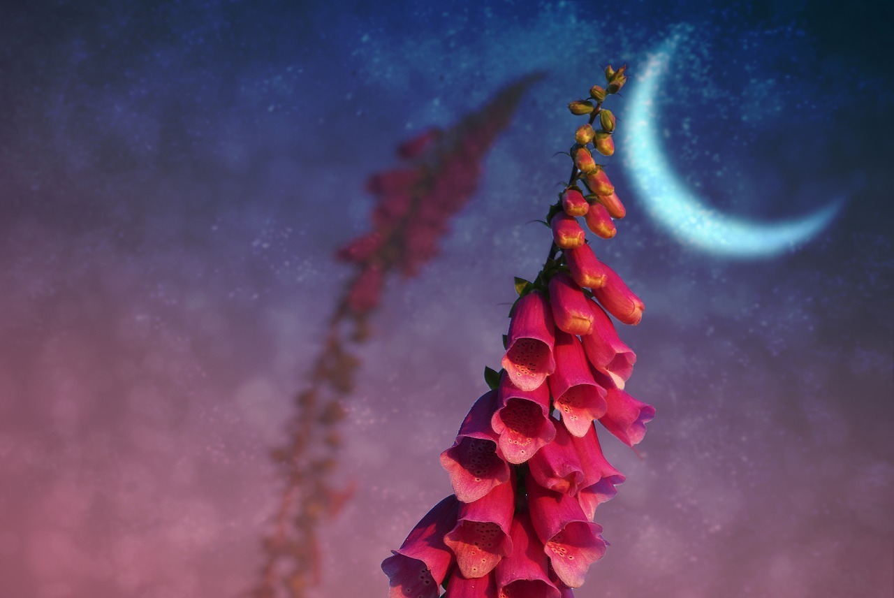 【ジギタリス】すずらんのように連なって咲くこの花の花言葉は?実は毒にも薬にもなる花だった!!